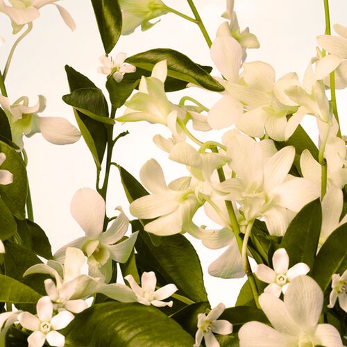 L'Occitane en Provence Neroli and Orchidee Eau de Toilette 75ml