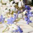 Dolce & Gabbana Dolce Blue Jasmine Eau de Parfum 75ml