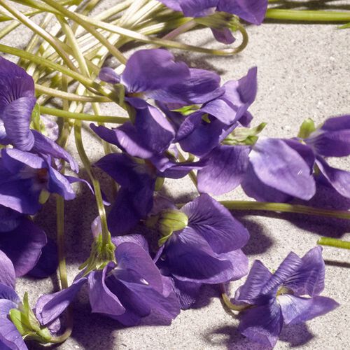 Dolce & Gabbana Dolce Violet Eau de Toilette 75ml