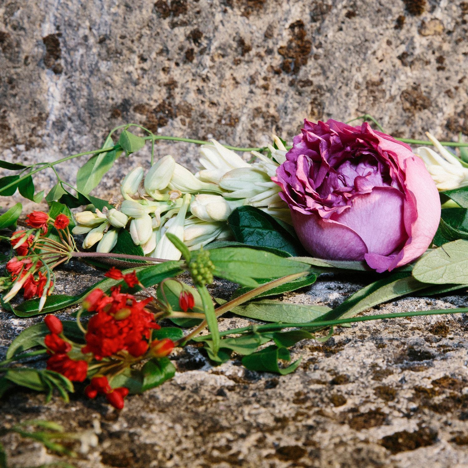 Gucci bloom rose store
