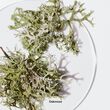 Clinique Aromatics Elixir Eau de Parfum 100ml